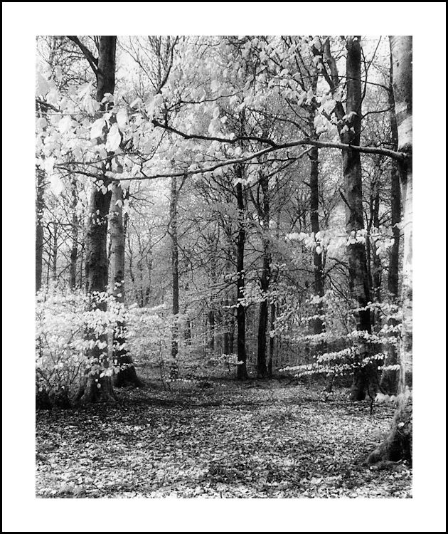 INTO THE WOOD