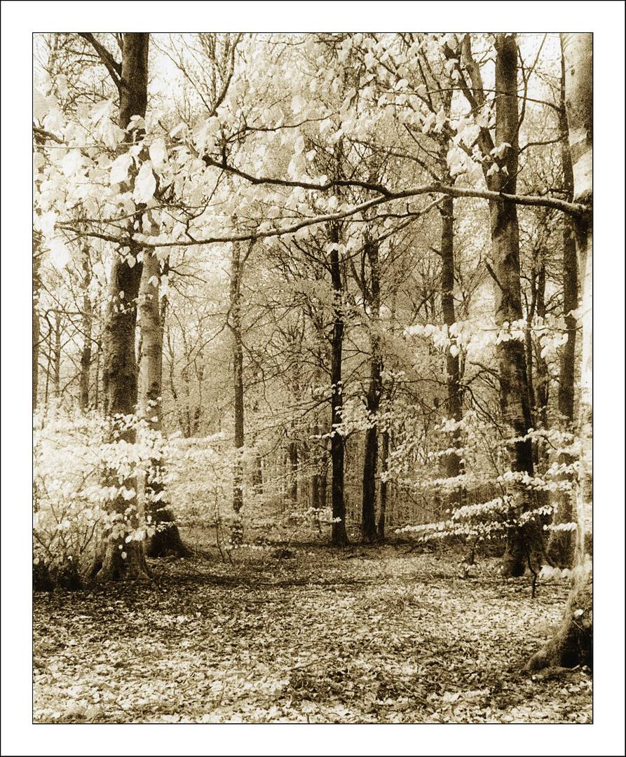Into the woods