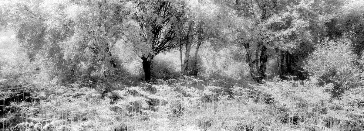 Into the woods