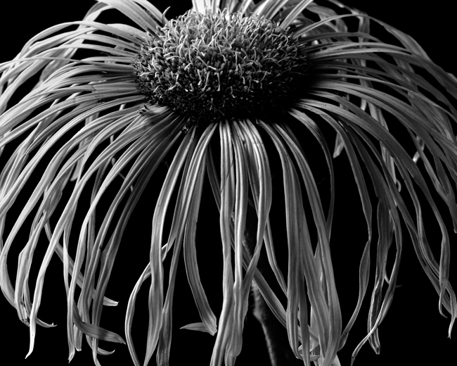 Inula