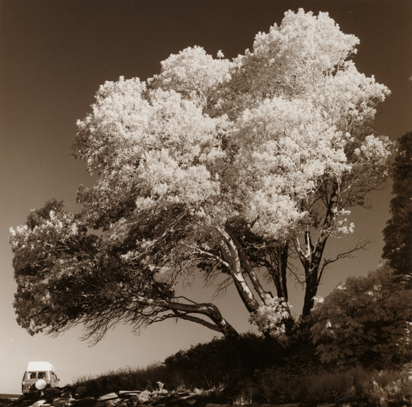 IR, Arbutus