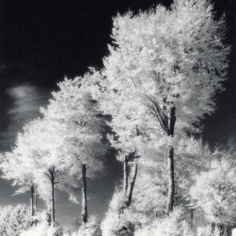 IR-Beeches, Ilford Art 300 #2 cold tone