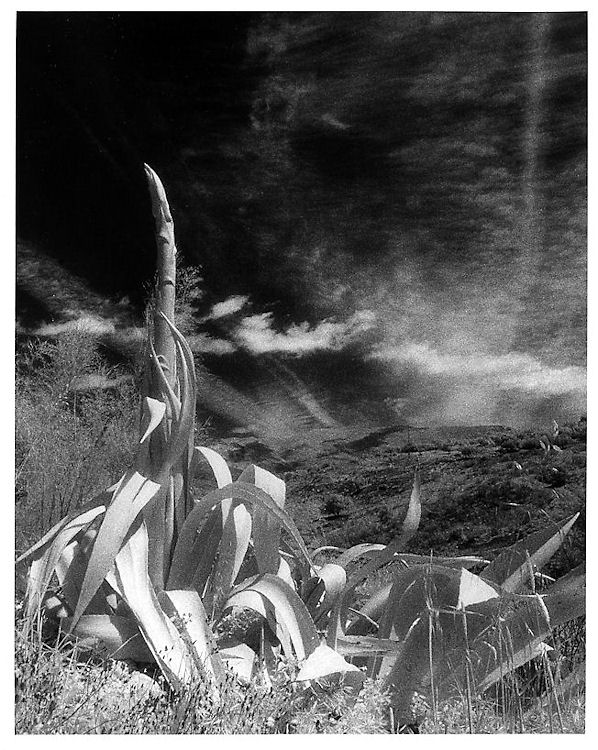Ir Landscape Spain