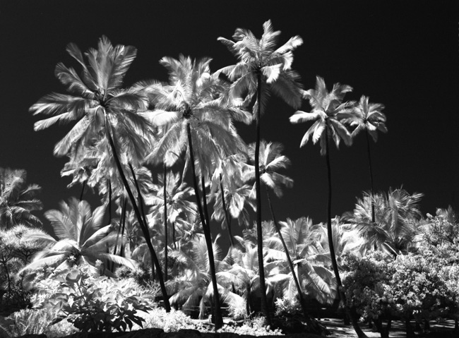 IR Palms for Robert Hall