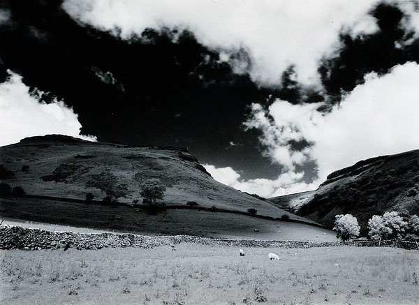 IR Sheep
