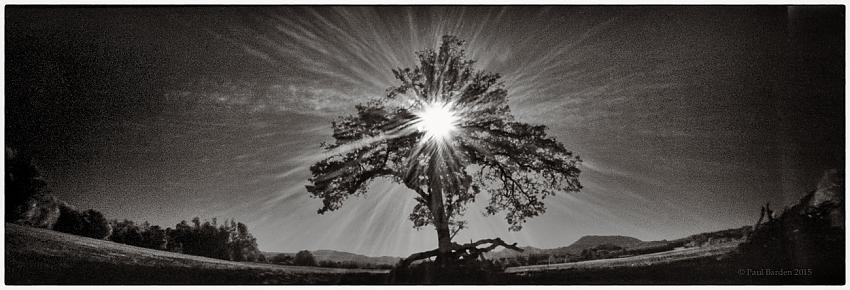 IR Tree Pano