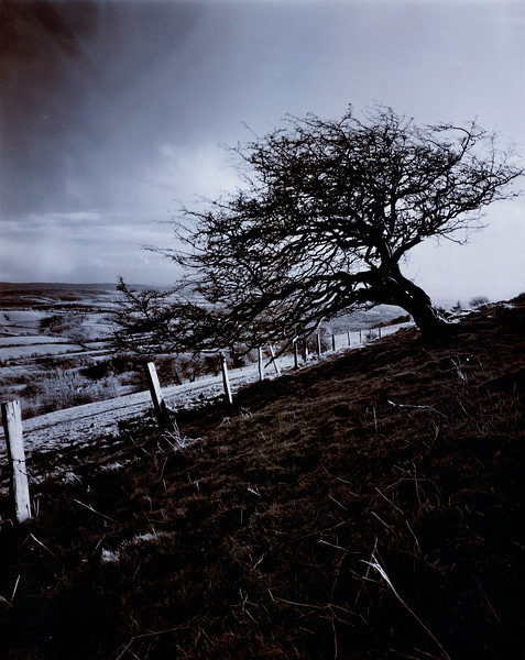 IR Tree