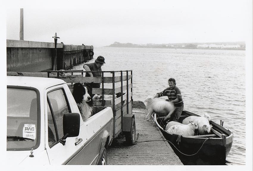 Ireland - moving sheep