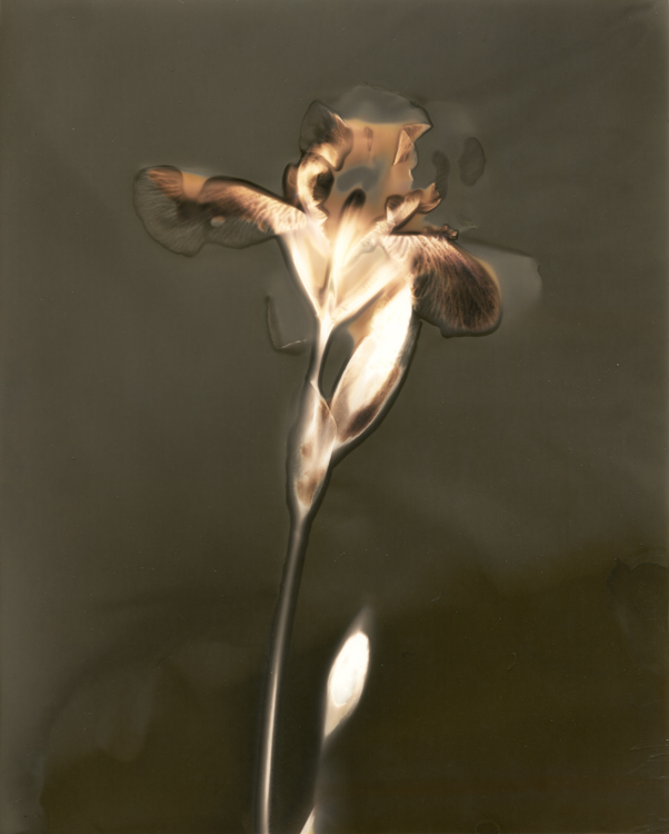 Iris