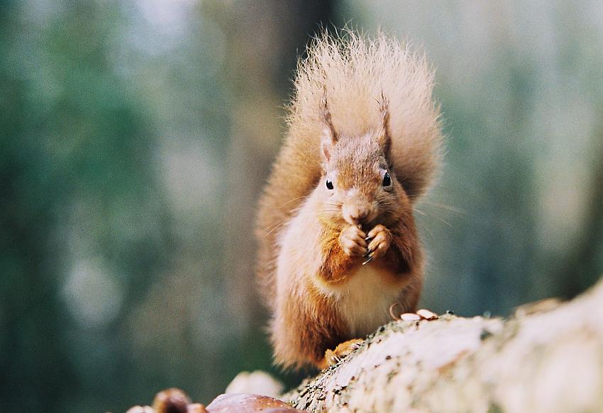 Irish Red Squirrels