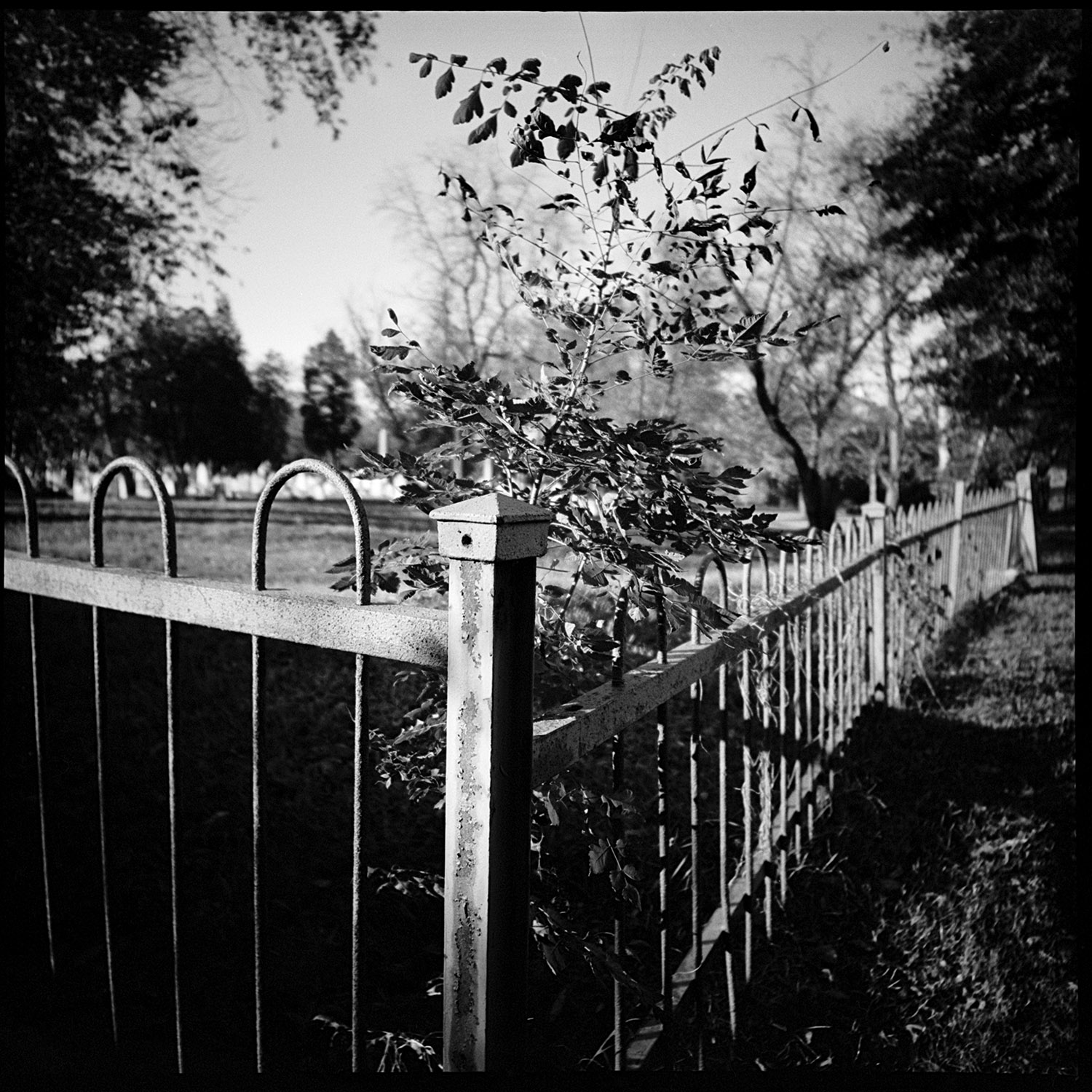 Iron Fence - Alexandria Military Cemetery