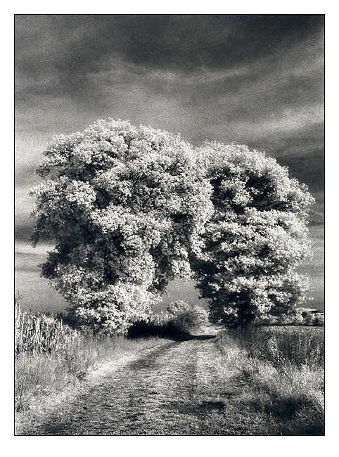 IRscape 3 (Two Trees Revisited)