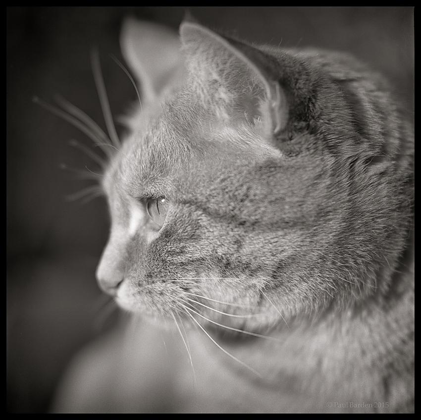 Isabel of Orange