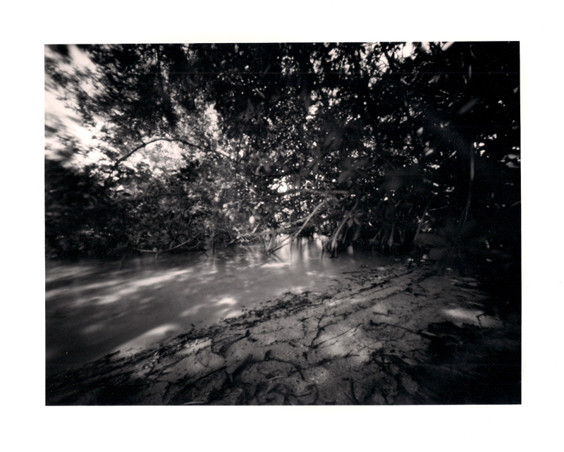 Isla Morada Mangroves