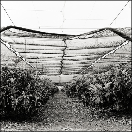 israeli landscape