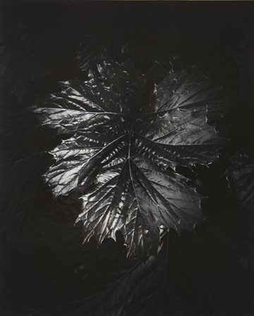 Italian Leaf