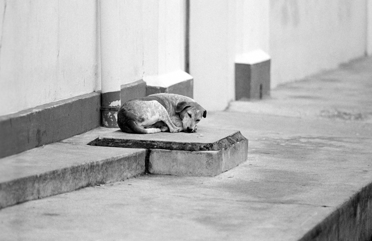 It's a dogs life
