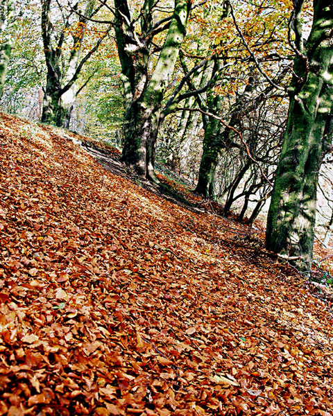 It's Autumn / Fall