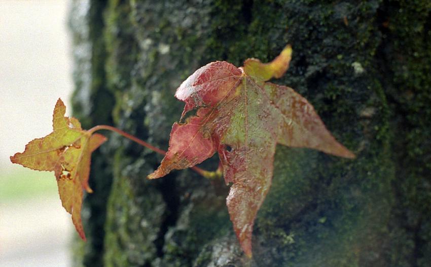 It's Autumn