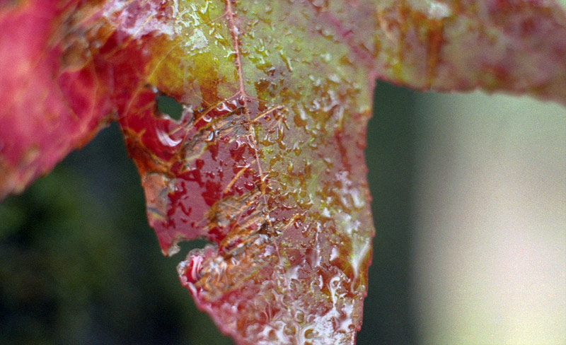 It's Autumn