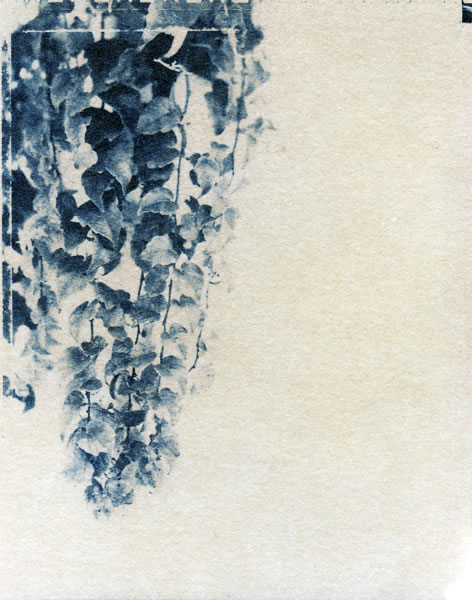 Ivy # 2