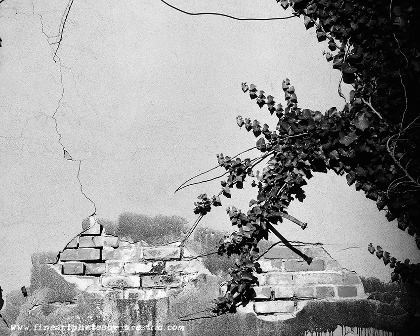 Ivy, Bricks And Stucco Copy