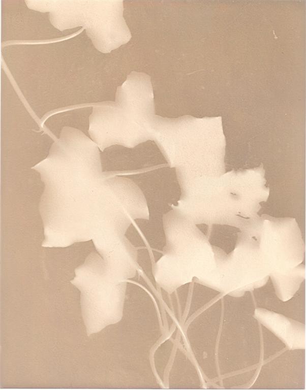 Ivy Lumen Print