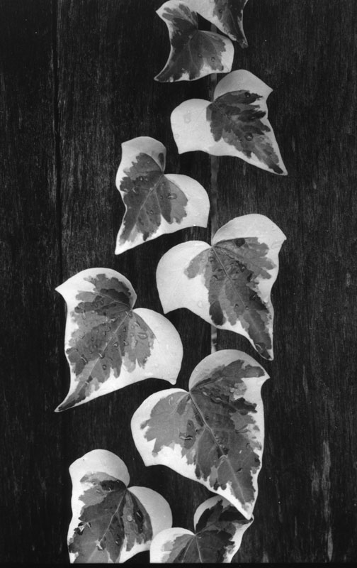 Ivy on the fence.