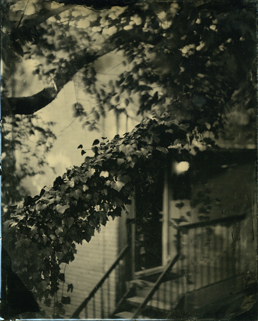 Ivy outside my apartment