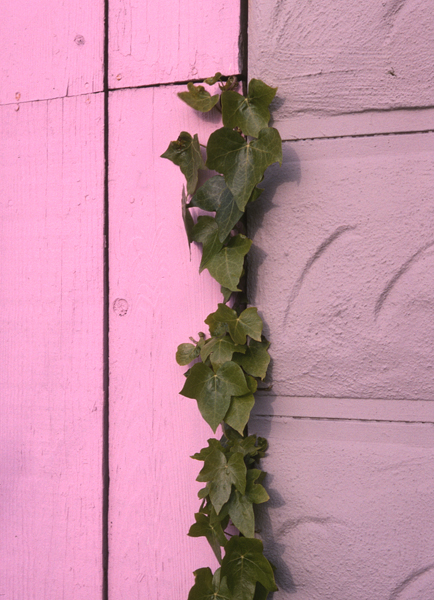 Ivy
