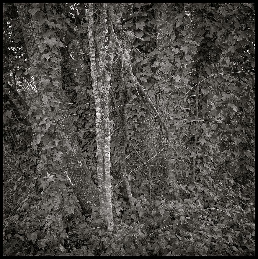 Ivy