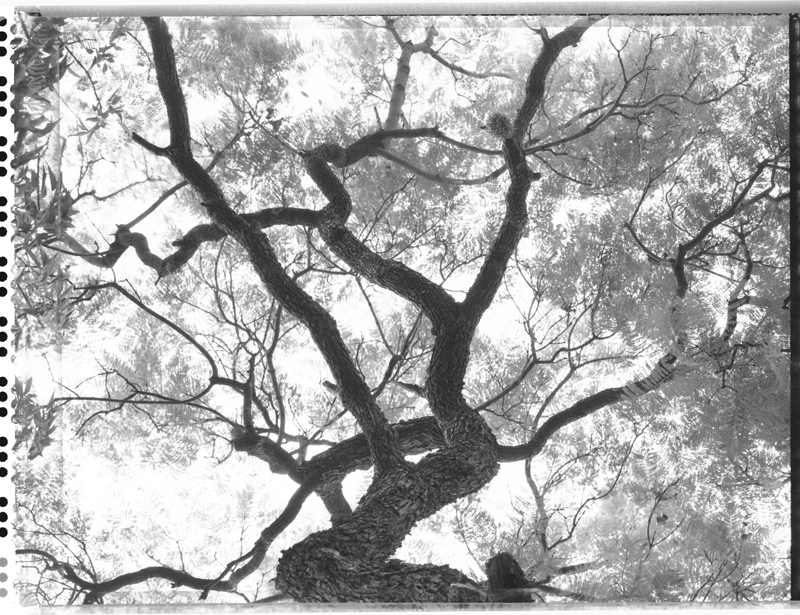 Jacarande Tree