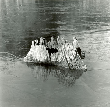 Jagged Stump Rockey Gorge