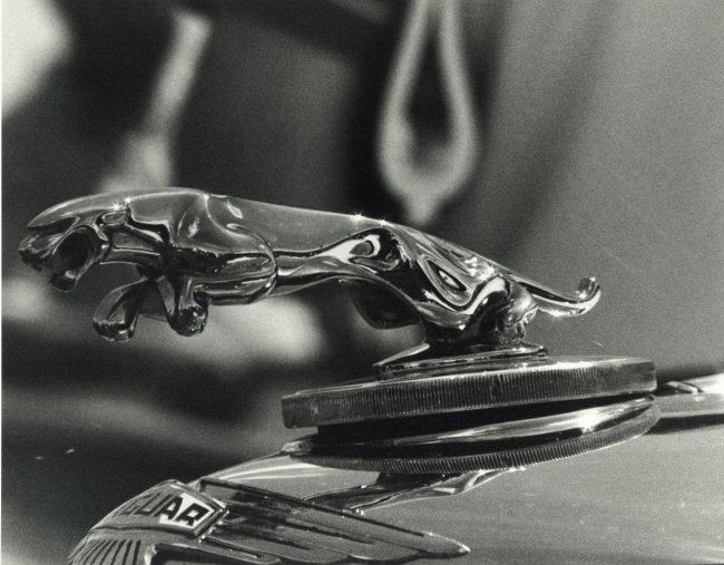 Jaguar