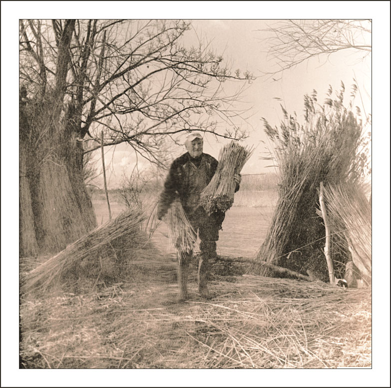 Jan, The Old Reed cutter