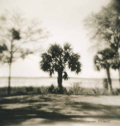 january palm