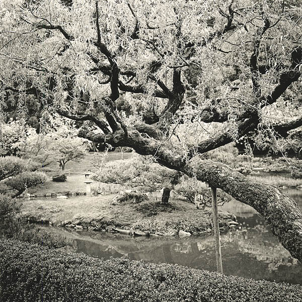 Japanese Tea Garden