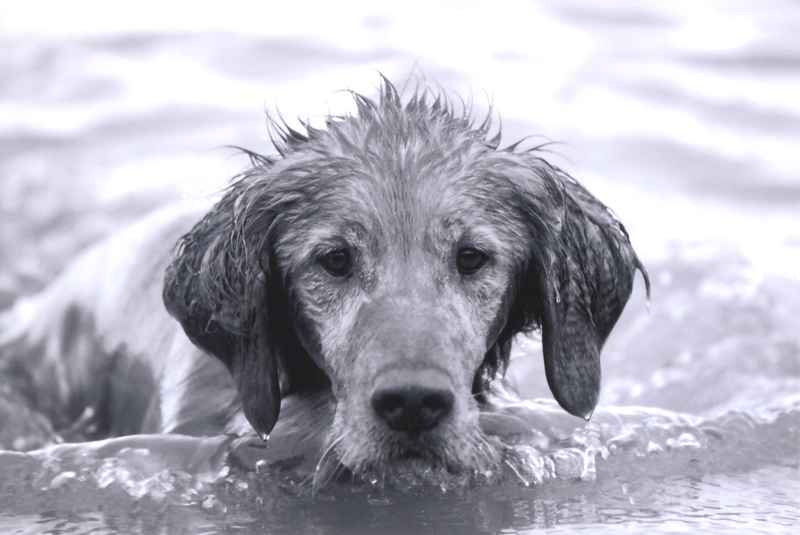 Jasper in his Element