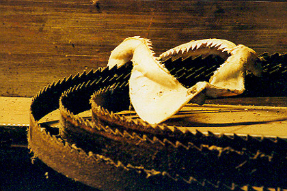 jaws