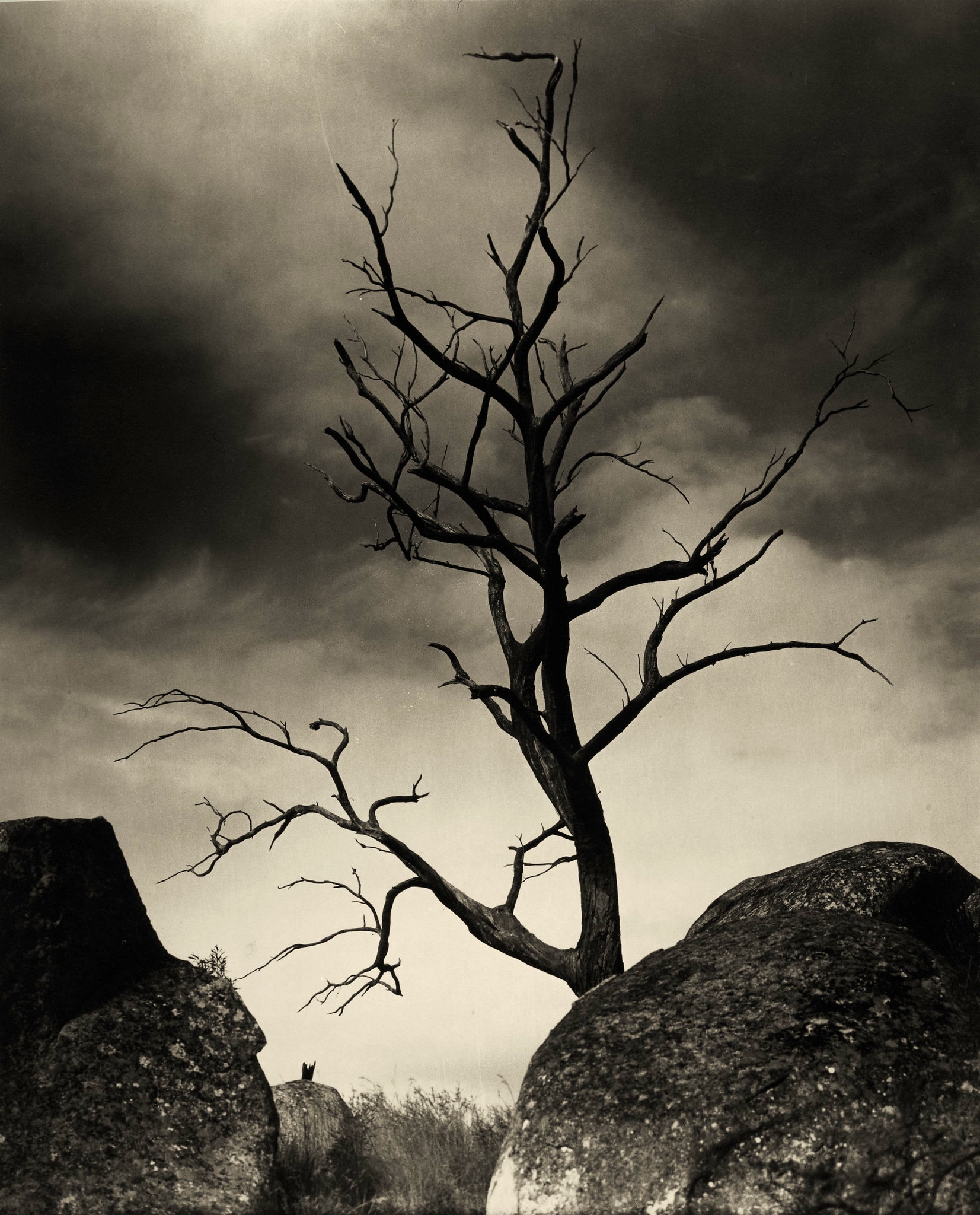 Jaycobs Knoll
