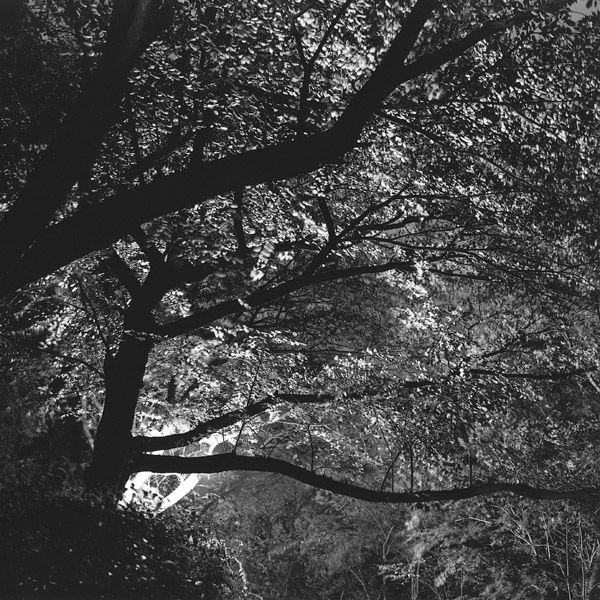 Jayu Park on a Windy Night