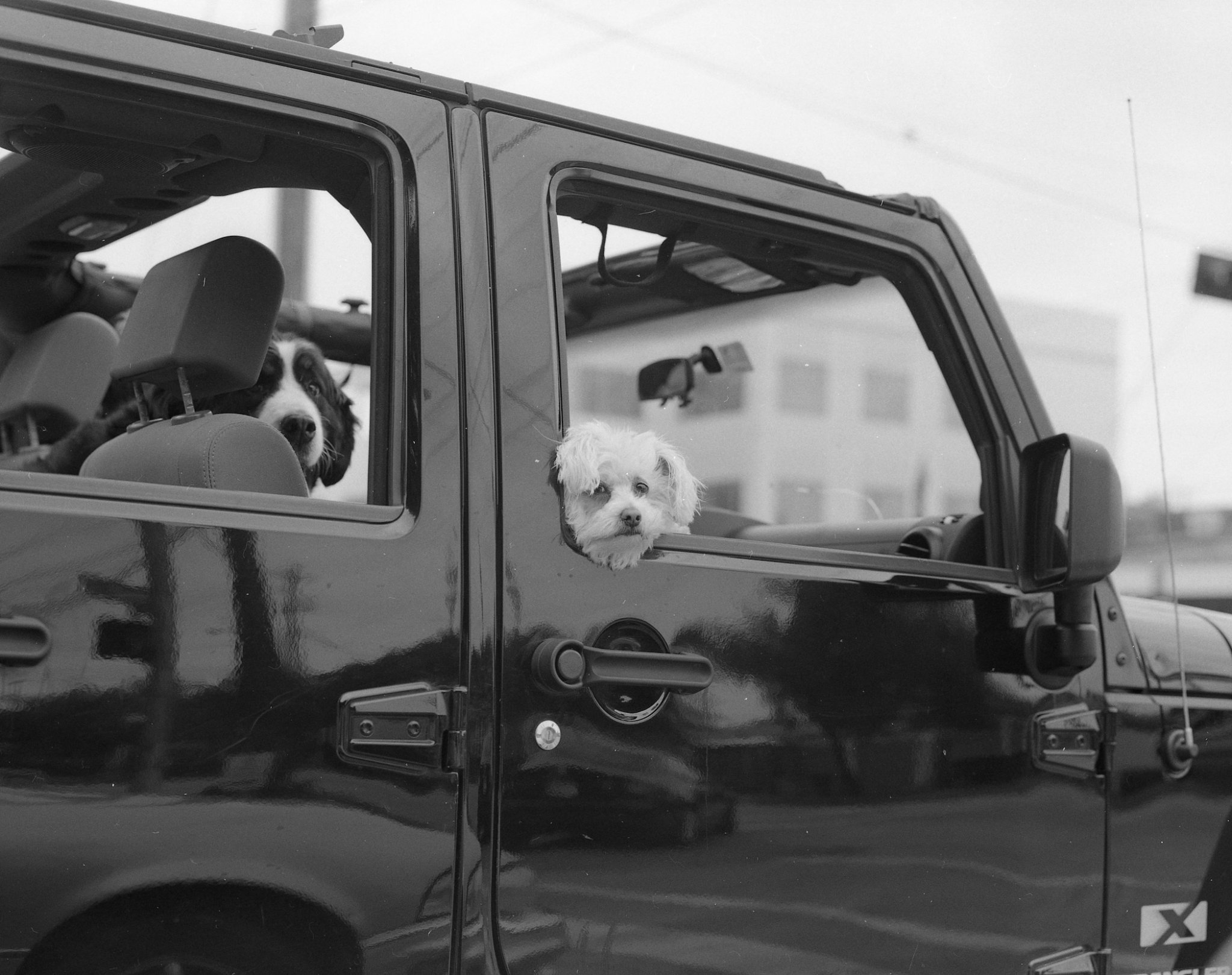 Jeep Doggies