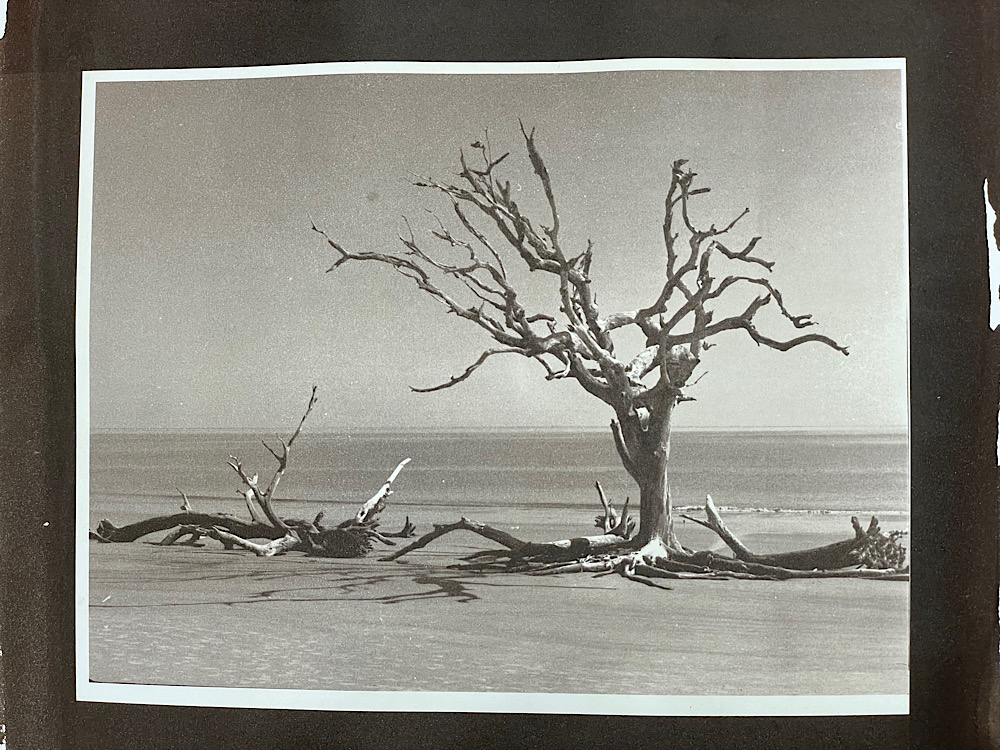 Jekyll driftwood