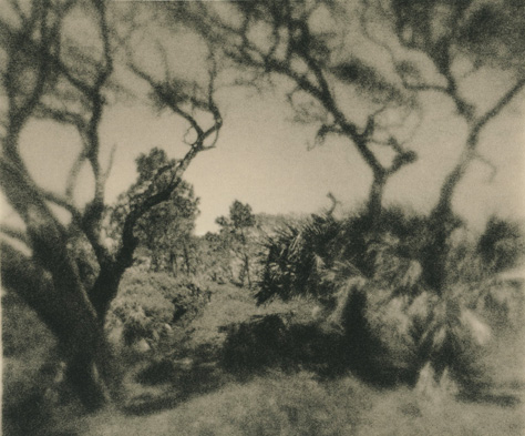 Jekyll Island Trees