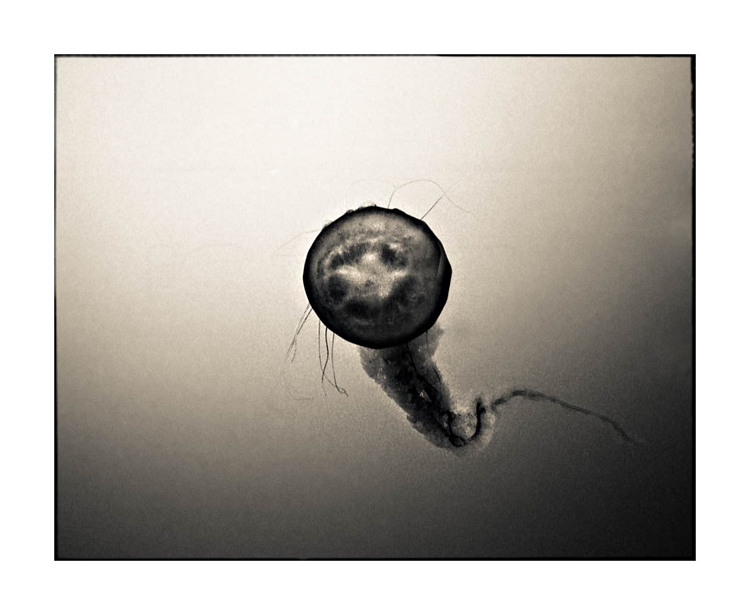 Jelly