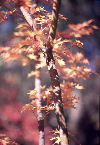 Jensen Memorial Botanical Garden