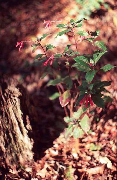Jensen Memorial Botanical Garden
