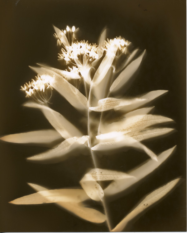 Joe Pye Weed