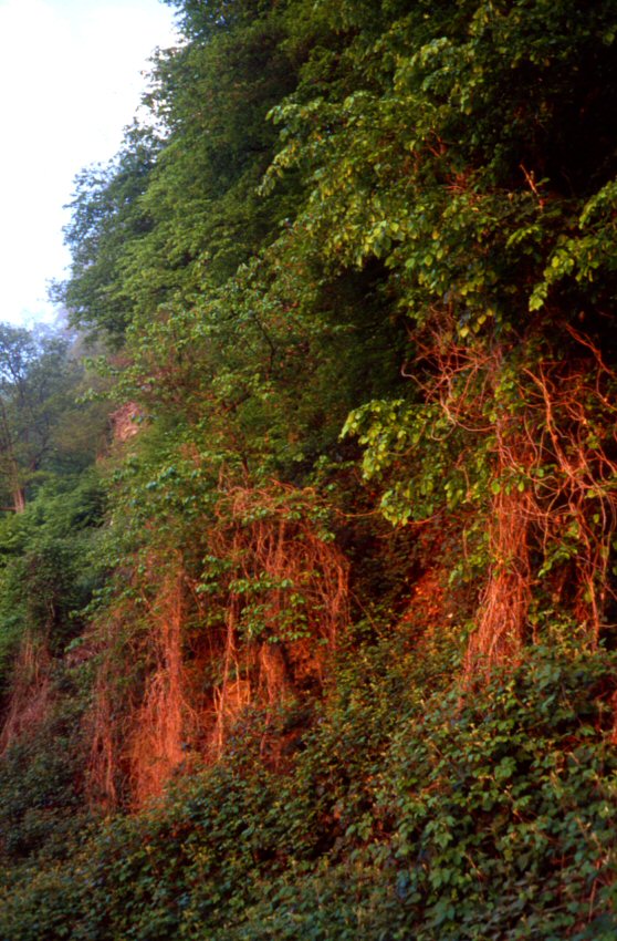 Jogging Forest