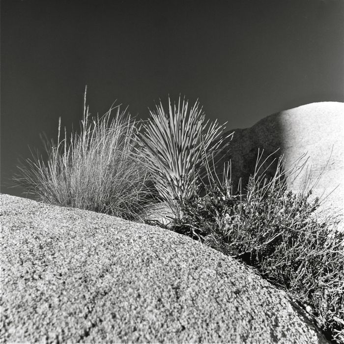 Joshua Tree Close-Up